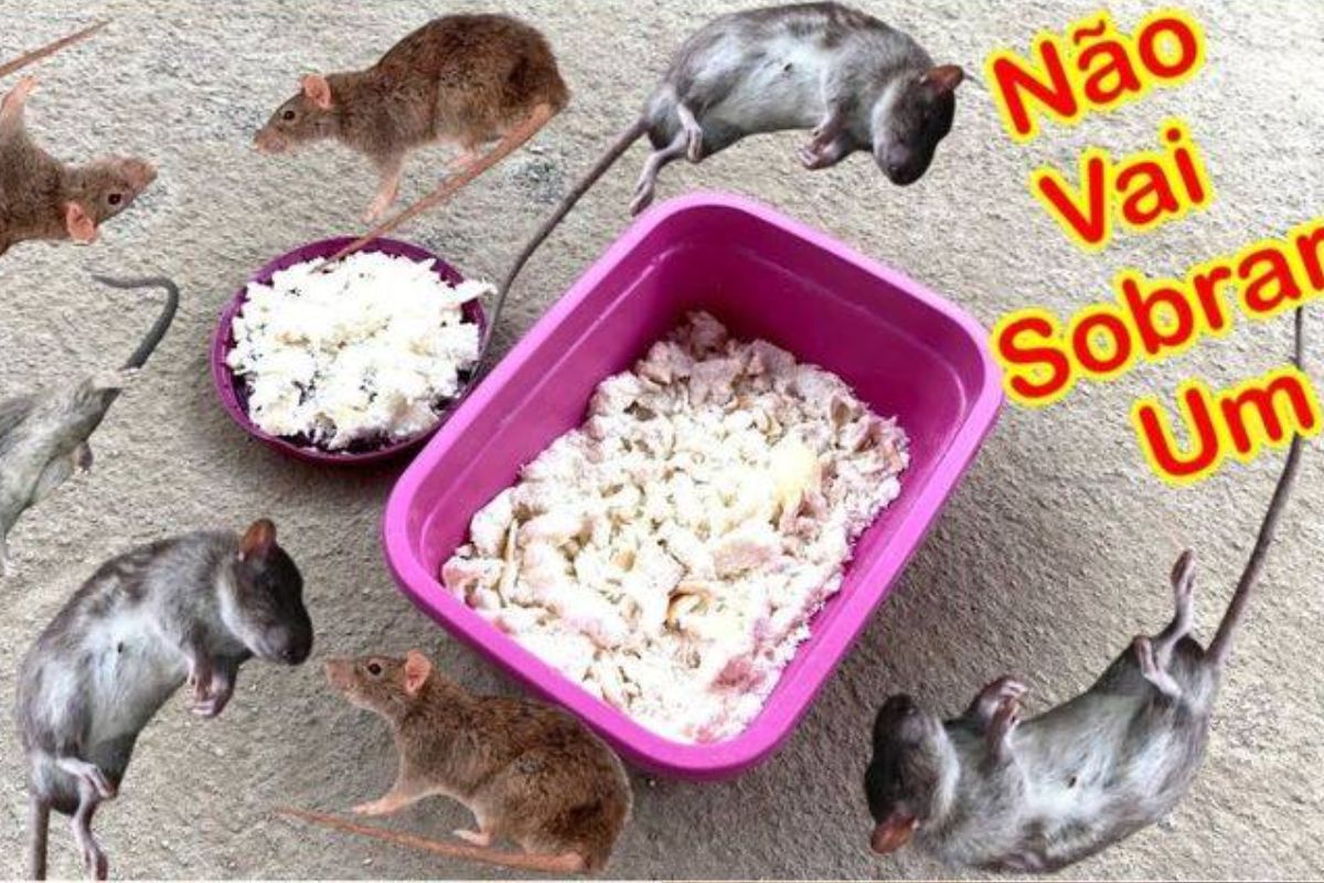 Como acabar com os ratos da sua casa de uma vez por todas sem utilizar venenos