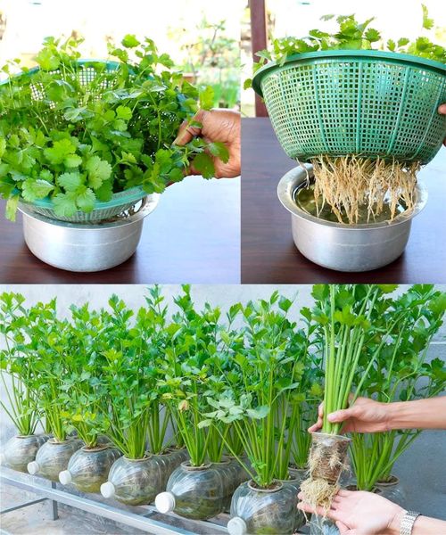 Cultivando coentro em casa na água: um guia passo a passo